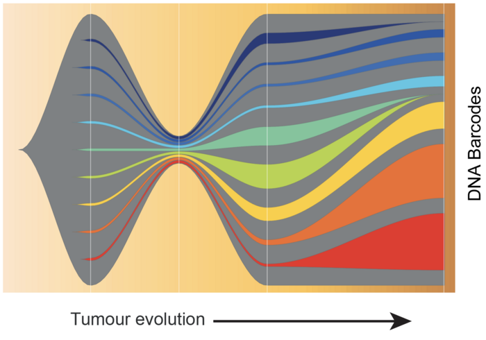 Tumour progression