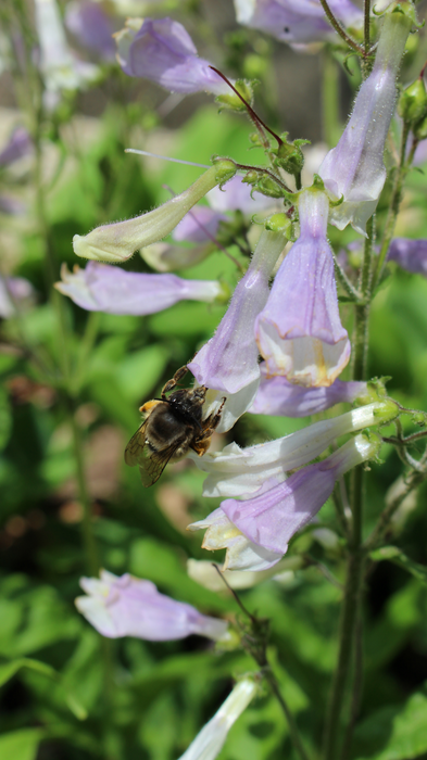 A bee on a flower