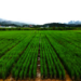 Perennial rice variety PR25 growing in Menghai, Yunnan, China