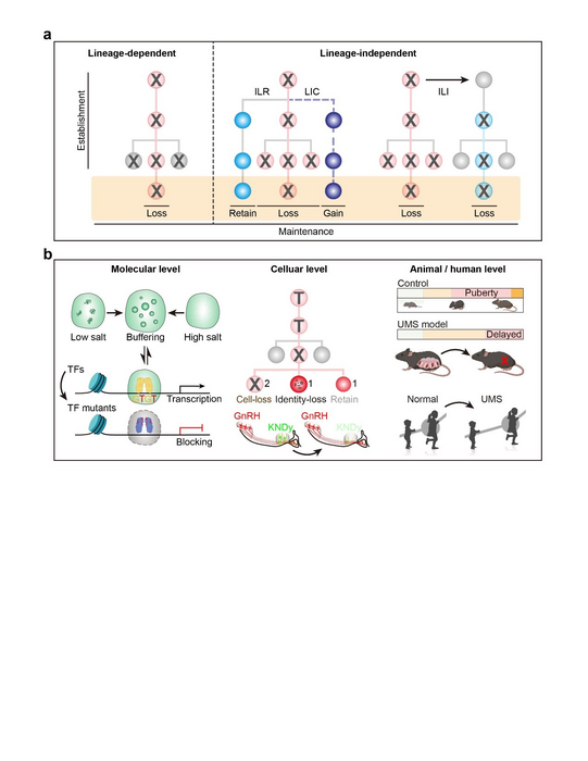 A schematic model summarizing the lineage-dependent and lineage-independent fate determination during neuronal fate specification