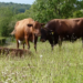 Cows grazing on pasture