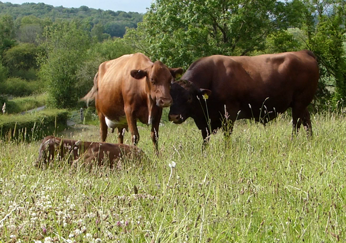 Cows grazing on pasture