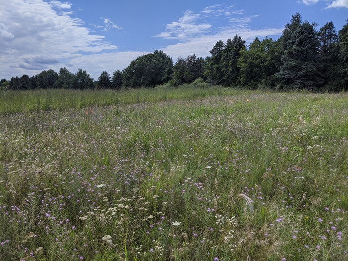Two plots of restored prairie