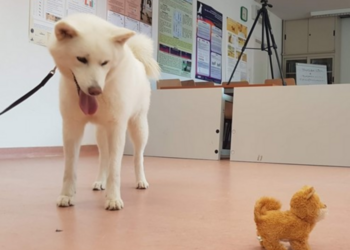 Two valid and reliable tests for monitoring age-related memory performance and neophobia differences in dogs