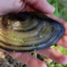 Swan mussel, Anodonta cygnea