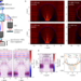 Numerical model of microsphere-assisted CSI and methodology to study the resolution enhancement.