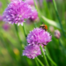 Bees  and chives