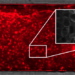 The sponge-like structure of the chip