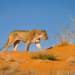 Lioness walking on re sand-dune