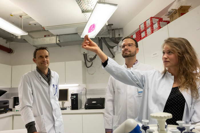 Looking at a neuropathological large slice preparation (from left):