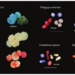 Coloring microscopic coral larvae to aid tracking for conservation and reef restoration