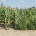 Waterhemp in corn field