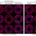 Immunofluorescence images showing the effects of contactless paracrine signaling interactions or physical contact