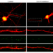 The nerve cell