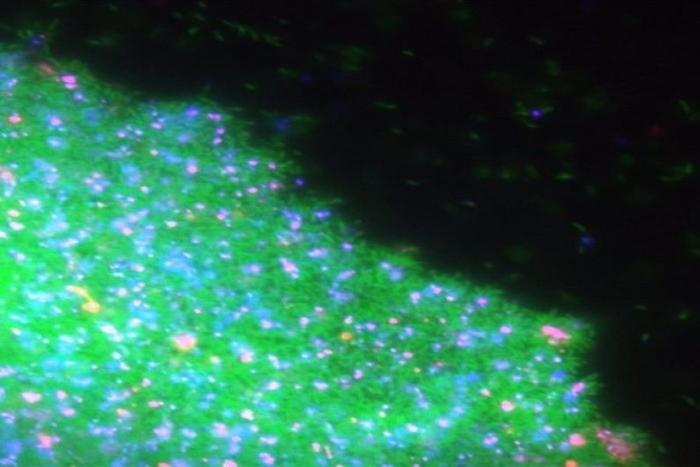 Fluorescent Biofilm