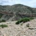 Graham's Beardtongue on oil shale