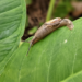 Semi slug in Hawai'i