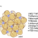 PPARγ acetylation in macrophages impairs adipose tissue function