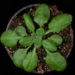 Arabidopsis thaliana