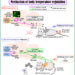 Mechanism of body temperature regulation