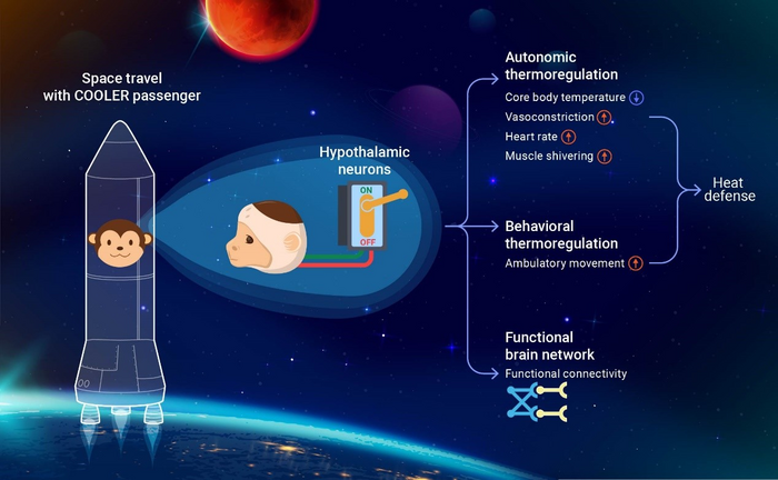 Illustration of how preoptic neurons drive hypothermia and cold defense, together with an example of the potential application in spaceflight