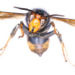 The Asian Hornet specimen recovered in Dublin