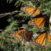 Monarch butterflies