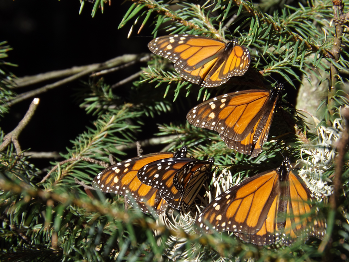 Monarch butterflies