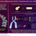 Unraveling the enigma around chromosomal dimensions