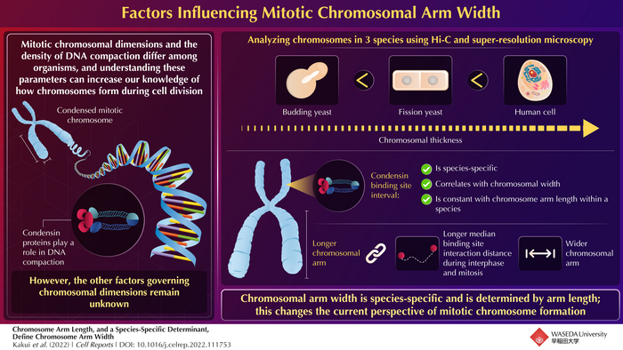 Unraveling the enigma around chromosomal dimensions