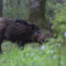 Acorn production cycles influence wild boar populations