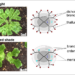 Marchantia polymorpha reduces branching in the shade