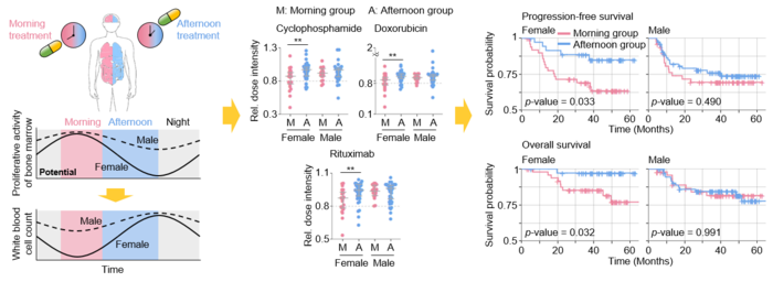 Figure 1. Chemotherapy in the afternoon can improve treatment outcomes