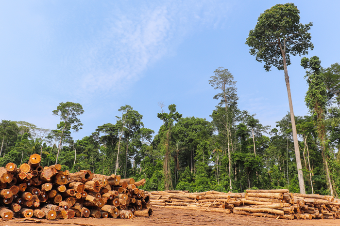 Deforestation in the Amazon