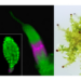 Motile Sperm and Frequent Abortions in Spreading Earthmoss