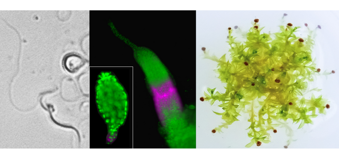 Motile Sperm and Frequent Abortions in Spreading Earthmoss