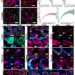 Figure 2: Validation of MAGNIFY in multiple tissue types.