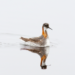 Red-necked phalaropes