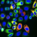 Cells with genome-protection pathway proteins