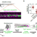 A novel endothelial lineage that majorly contributes to the vascular niche for HSPCs