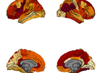 brain maps