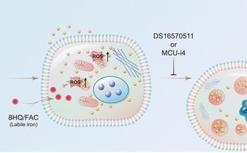 Model for labile iron-induced ferroptosis.