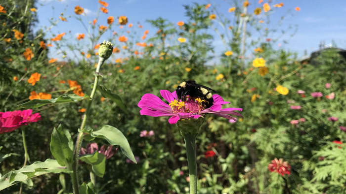 Pollinator Nirvana