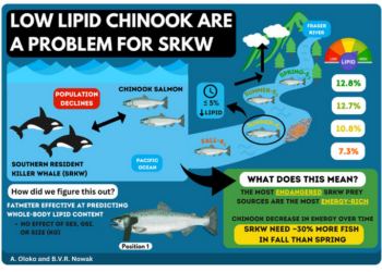Low lipid Chinook are a problem for SRKW