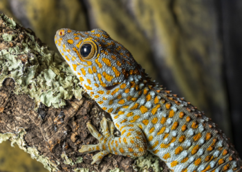 Objects of the study of the researchers of the University of Bern were Tokay geckos (Gekko gecko).
