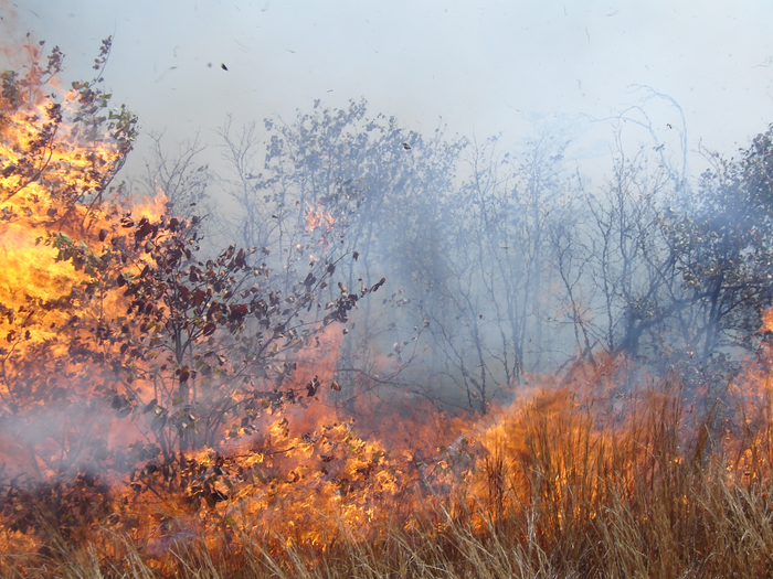 High-intensity fire in the Kruger National Park, South Africa