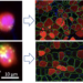 Stem cells and lipid droplets