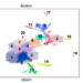 (Fig. 1)UMAP plot for clustering of embryonic cells obtained by single-cell RNA-seq analyses