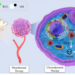 Novel Method with Carbon-coated Magnetite Nanoclusters Proposed in Cancer Synergistic Therapy