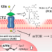 Proposed mechanism for the PCB2DG-mediated suppression of glutamine influx and IFN-γ production via the direct interaction with ASCT2 in CD4+ T cells